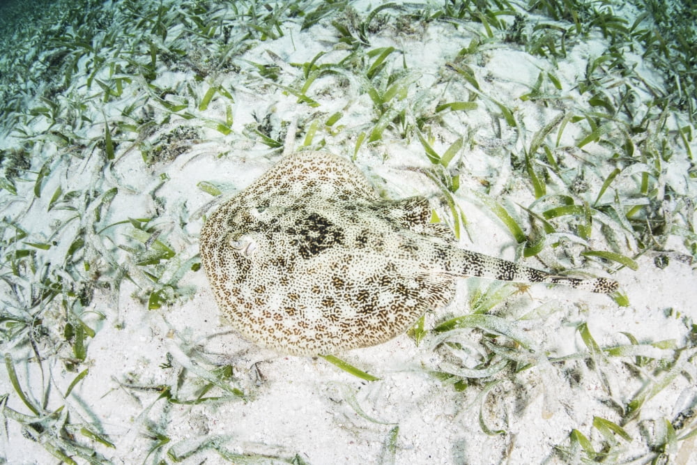 A yellow stingray on the sandy seafloor of Turneffe Atoll Canvas Art - Ethan DanielsStocktrek Images (17 x 12)