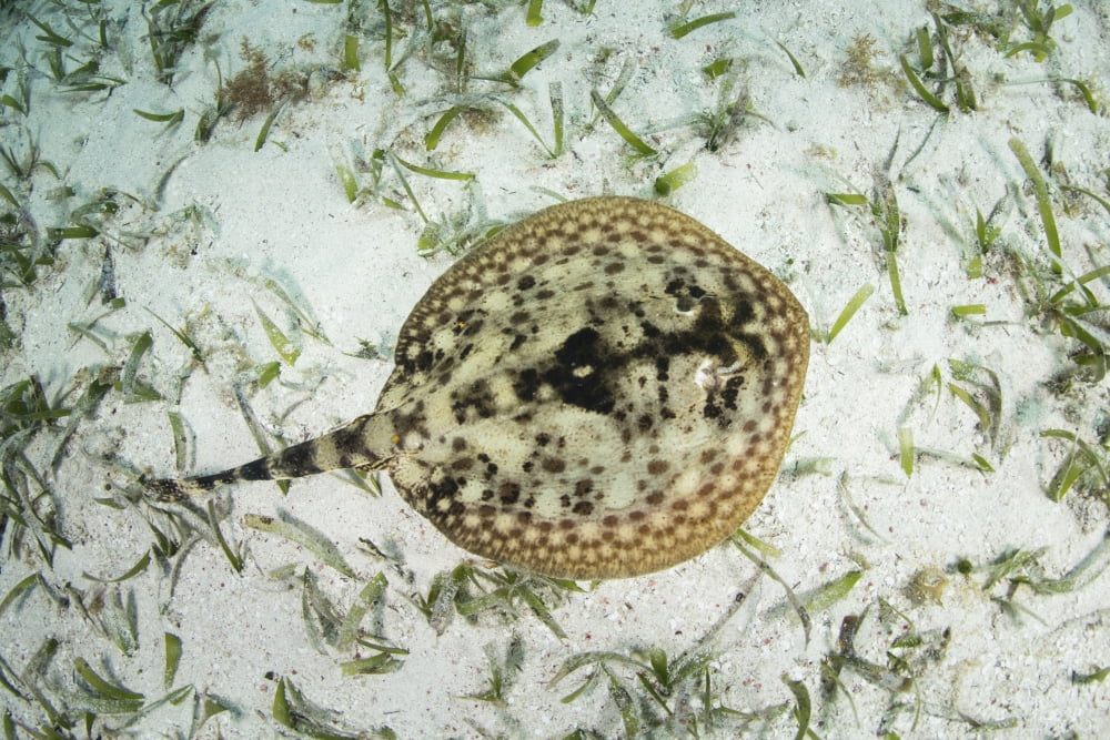 A yellow stingray on the sandy seafloor of Turneffe Atoll Canvas Art - Ethan DanielsStocktrek Images (17 x 12)