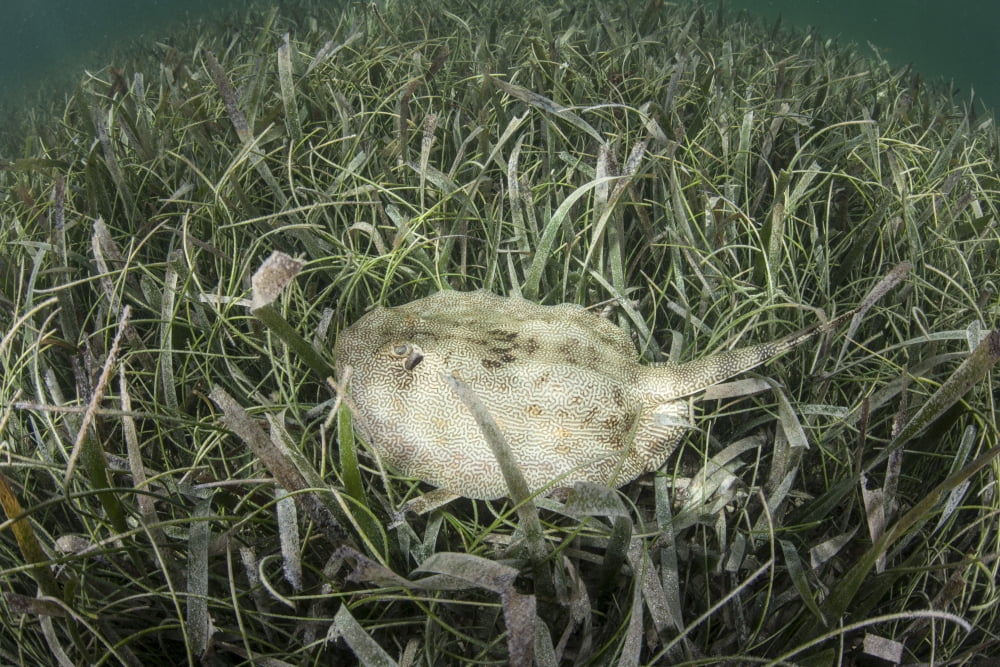 A yellow stingray swims beneath a pier off the coast of Belize Canvas Art - Ethan DanielsStocktrek Images (17 x 12)