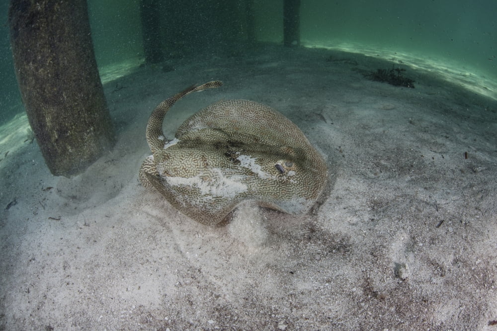 A yellow stingray swims beneath a pier off the coast of Belize Canvas Art - Ethan DanielsStocktrek Images (34 x 23)
