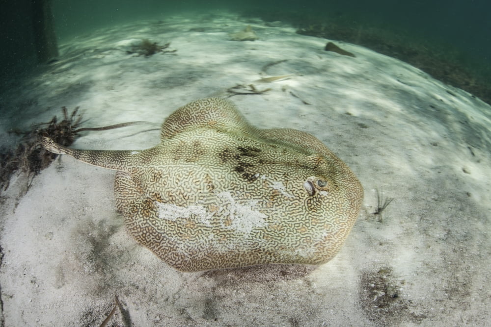 A yellow stingray swims beneath a pier off the coast of Belize Canvas Art - Ethan DanielsStocktrek Images (34 x 23)