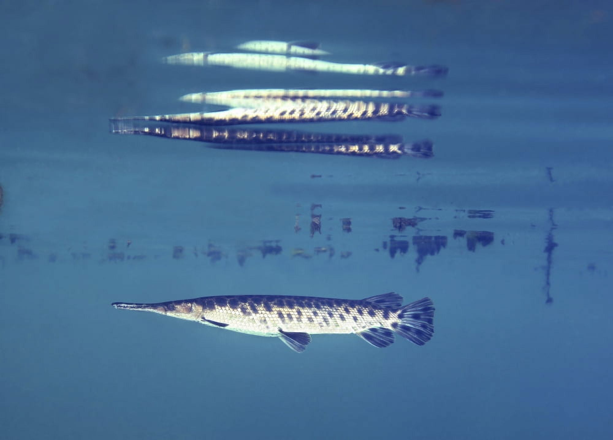 A young Florida Gar image reflects off the surface of the water Canvas Art - Michael WoodStocktrek Images (17 x 12)