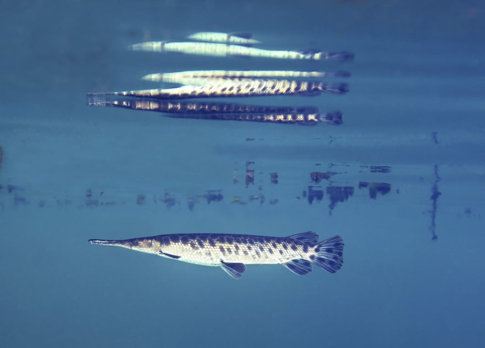 A young Florida Gar image reflects off the surface of the water Canvas Art - Michael WoodStocktrek Images (34 x 24)