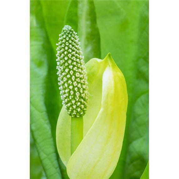 A young Western Skunk Cabbage blooming; Ketchikan Alaska United States of America