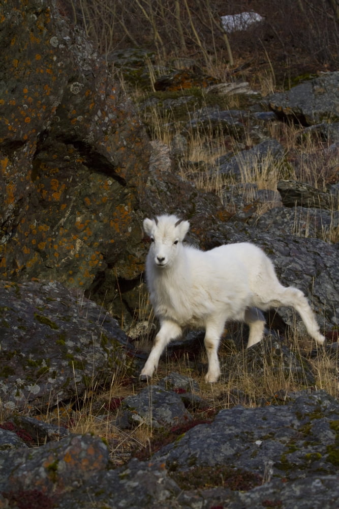 A young bighorn sheep (Ovis canadensis) standing among rocks and grass Canvas Art - Doug Lindstrand Design Pics (12 x 18)