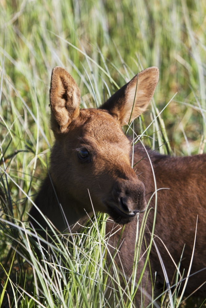 A young calf moose wanders through green grass Palmer Alaska United States of America Canvas Art - Guy Runco Design Pics (12 x 19)