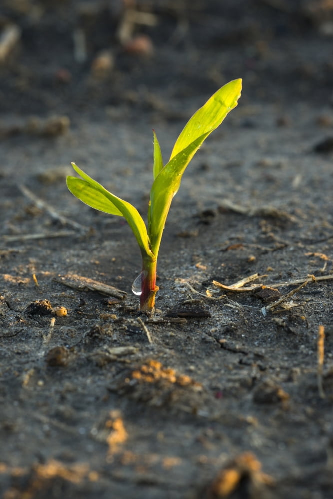 A young corn plant is wet from a recent rain in Central Iowa Iowa United States of America Canvas Art - Scott Sinklier Design Pics (24 x 38)