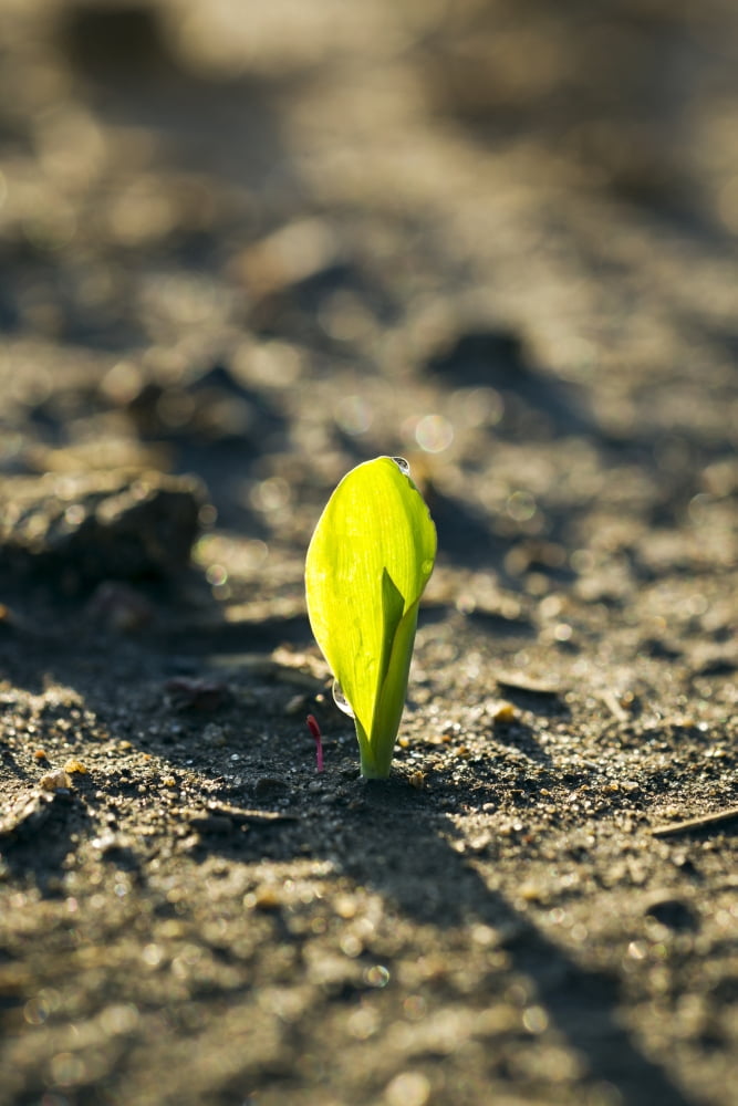 A young corn seedling emerges from the wet ground Iowa United States of America Canvas Art - Scott Sinklier Design Pics (24 x 38)