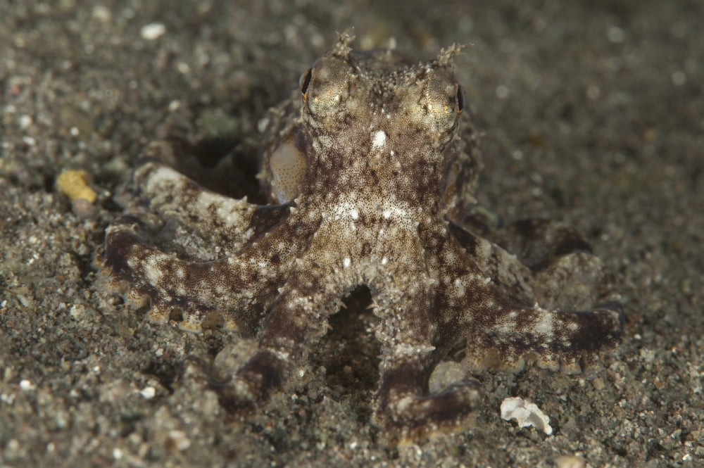 A young day octopus on black volcanic sand Canvas Art - Steve JonesStocktrek Images (17 x 12)