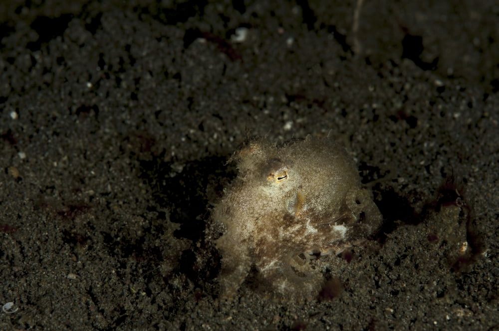 A young day octopus on black volcanic sand Canvas Art - Steve JonesStocktrek Images (17 x 12)