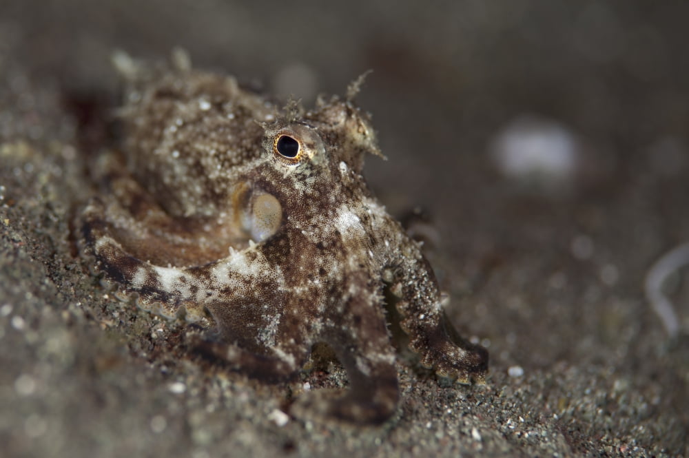 A young day octopus on black volcanic sand Canvas Art - Steve JonesStocktrek Images (34 x 23)