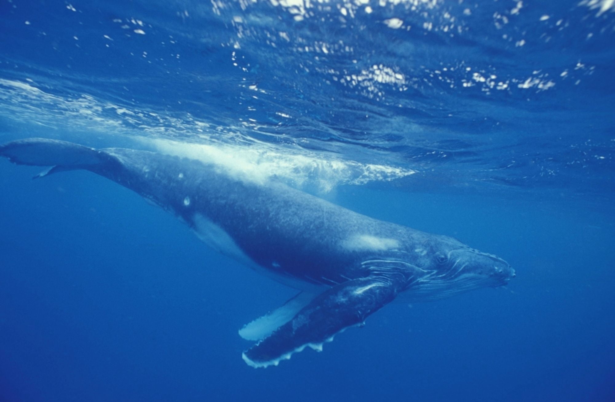 A young humpback calf swimming just under the surface waves Island of Foa Haapai Kingdom of Tonga Canvas Art - Alex Misiewicz Design Pics (19 x 12)