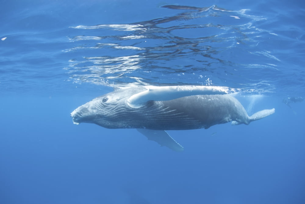 A young humpback whale surfaces to breathe Canvas Art - Ethan DanielsStocktrek Images (34 x 23)