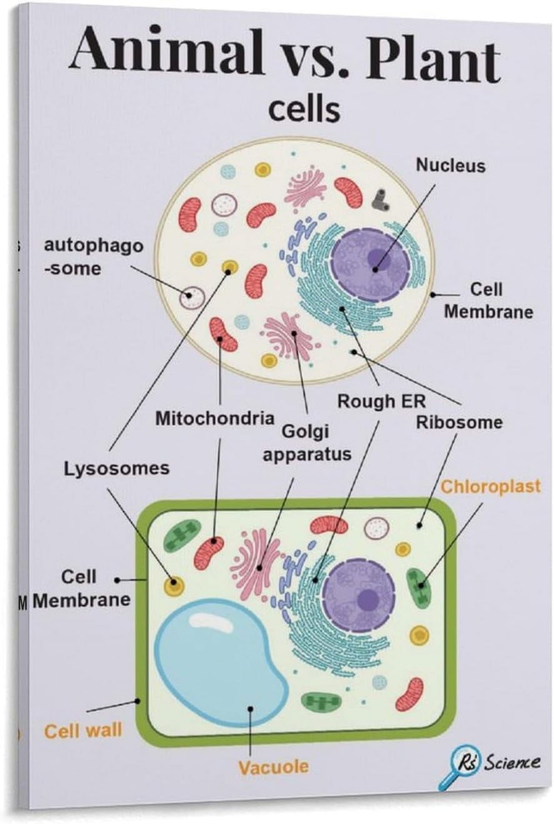 AABERIC Biology Education Poster Animal And Plant Cell Structure Poster ...