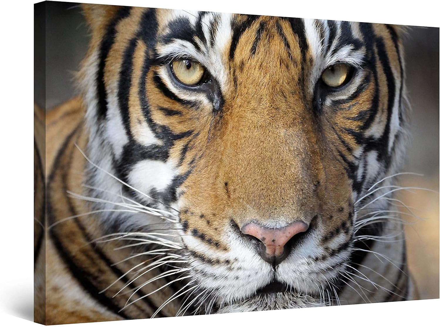 AABERIC Canvas Wall Art Colors of an Elephant Decoration Artwork