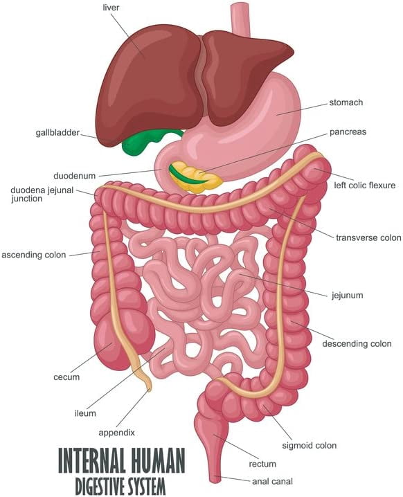 AABERIC Internal Human Digestive System Illustration Human Anatomy ...