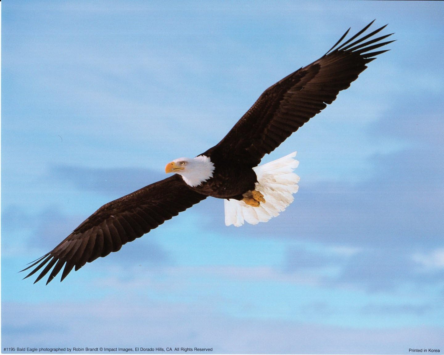 Soaring Animals AABERIC Soaring Bald Eagle Animal Bird Nature Wall Decor Art Print ...