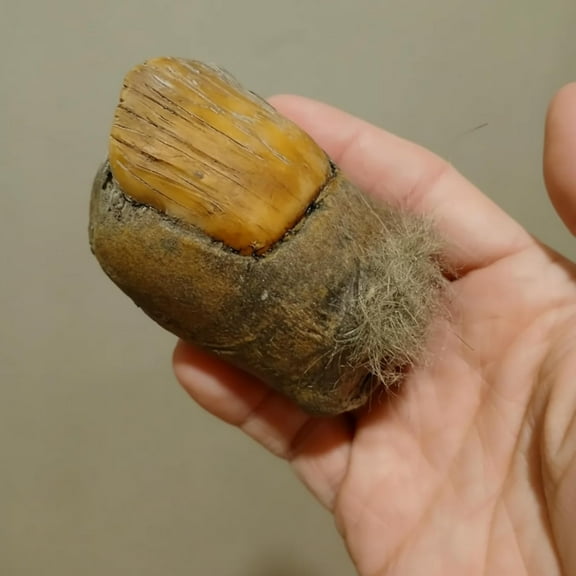 ABCISI Bigfoot Toe Figurine, Hilarious Giant Resin Big Toe Sculpture, Big Foot Sasquatch Toe Gift, Funny Home Decor Ornament, for Whimsical Practical Joke Toy, Birthday Surprise Gag Gifts