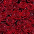 thumbnail image 1 of ABPHOTO Polyester 5x7ft Fresh Red Rose Flower Photography Studio Backdrop Background, 1 of 2