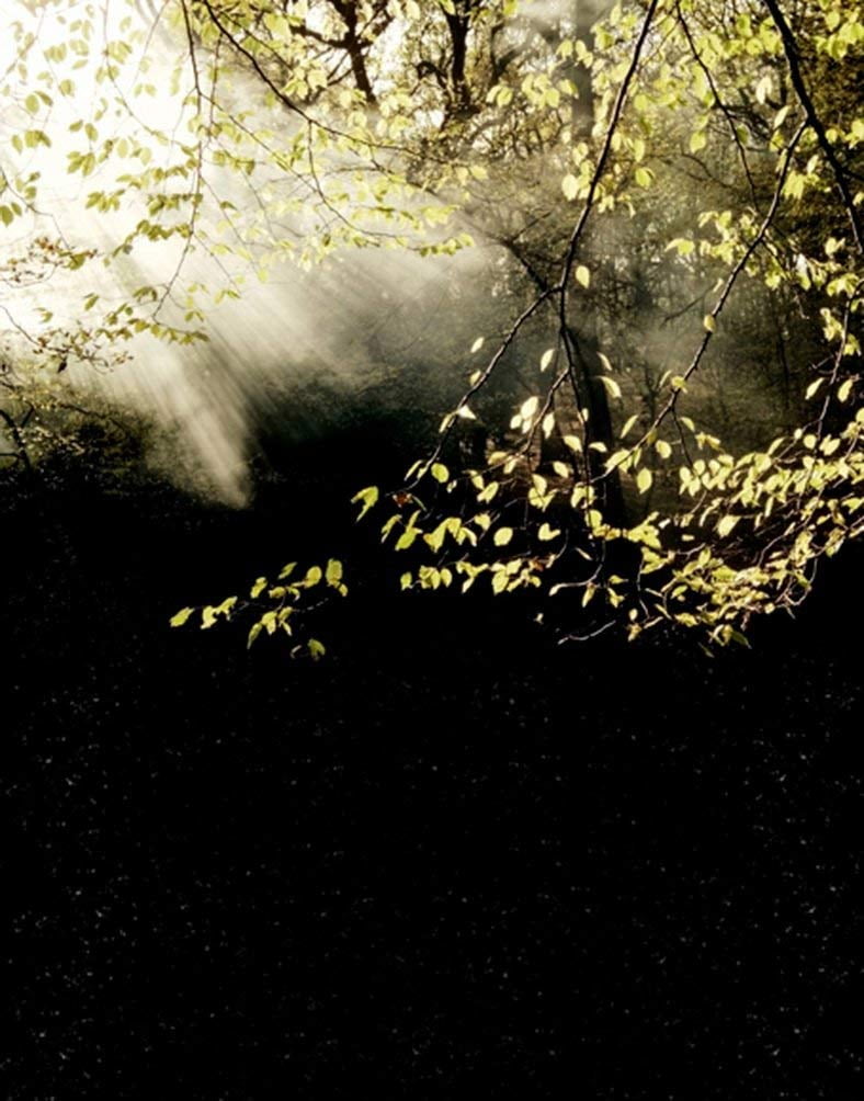 ABPHOTO Polyester 5x7ft Green Tree Photography Backdrops Photo Props ...