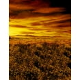 thumbnail image 1 of ABPHOTO Polyester 5x7ft Sunset Wild Tree Photography Backdrops Photo Props Studio Background, 1 of 2
