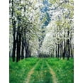 thumbnail image 1 of ABPHOTO Polyester 5x7ft White Flowers Tree Grass Photography Backdrops Photo Props Studio Background, 1 of 2