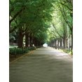 thumbnail image 1 of ABPHOTO Polyester Green Trees Road Photography Backdrops Photo Props Studio Background 5x7ft, 1 of 2