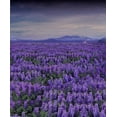 thumbnail image 1 of ABPHOTO Polyester Purple Lavender Flowers Photography Backdrops Photo Props Studio Background 5x7ft, 1 of 2