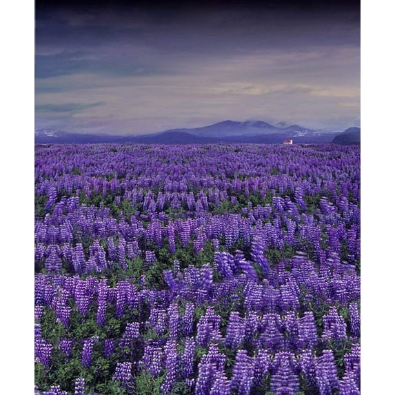 ABPHOTO Polyester Purple Lavender Flowers Photography Backdrops Photo Props Studio Background 5x7ft