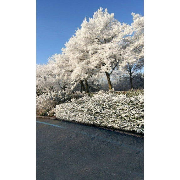 ABPHOTO Polyester White Tree Photography Backdrops Photo Props Studio Background 5x7ft