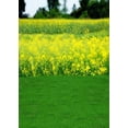 thumbnail image 1 of ABPHOTO Polyester Yellow Canola Flower Field Green Grass Trees Outdoor Scene Landscape 5x7ft Photography Backdrops, 1 of 2