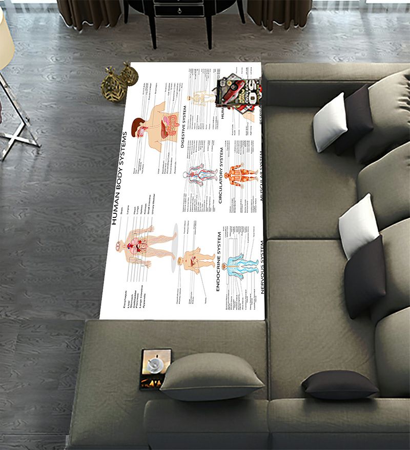 Human Body Rug ABPHQTO Complete Chart Different Human Organ System Runner Rug 3.3 x ...