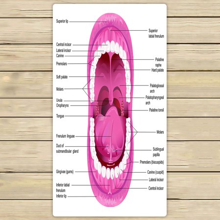ABPHQTO Diagram For Anatomy Of Human Mouth Towels,Beach Bath Pool Sprot Travel Hand Spa Towel 30x56 Inch