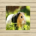 thumbnail image 1 of ABPHQTO Guinea Pig Household Pet Towels Beach Bath Pool Sprot Travel Hand Spa Towel 13x13 Inch, 1 of 1