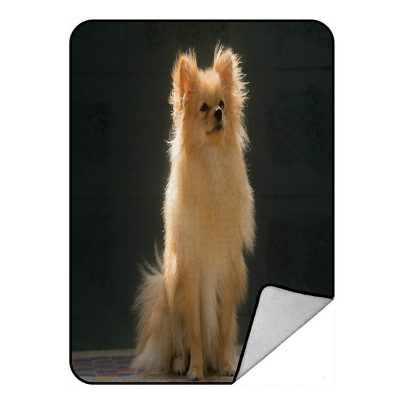 ABPHQTO Pomeranian Brown Dog Breed In Thailand Fleece Blanket Fleece Back Throw Blanket 58x80inch