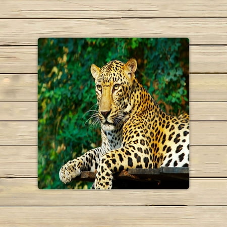 ABPHQTO View Nice Leopard Cat Towels Beach Bath Pool Sprot Travel Hand Spa Towel 13x13 Inch