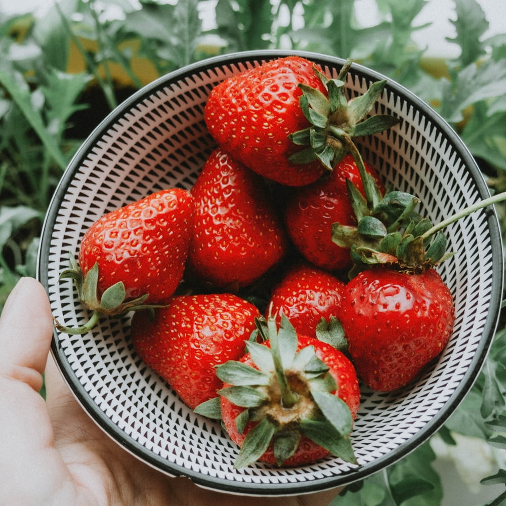 AC Wendy Strawberry Roots – Bare Root Plants | Early-Season June ...