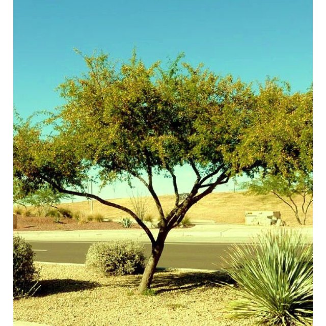 ACACIA FARNESIANA, vachellia rare mimosa tree bonsai aroma bush seed
