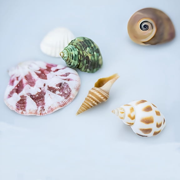 ACDANC 100g Mixed Beach SeaShells Mix Sea Shell Craft Sea Shell Natural Aquarium