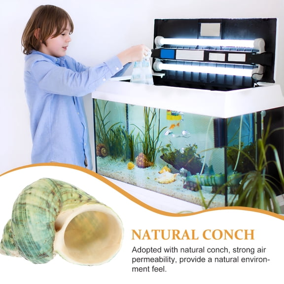 ACDANC 10Pcs Aquarium Conch Decorations Fish Tank Layout Conch Props Hermit Crab Shells Ornaments