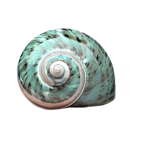 ACDANC 2026 New Hermit Crab Shells Natural Seashell Collectibles Shells for Crafts Desktop Accents