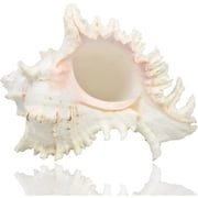 ACDANC Large Natural Sea Shells,Huge Ocean Conch 7-8 Inches Jumbo Seashells Perfect for Wedding Decor Beach Theme Party,Home Decorations,DIY Crafts,Fish Tank and Shell Collectors