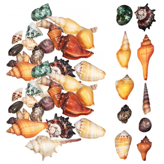 ACDANC Natural Shell and Conch Combination Aquarium Decoration Crafts Shells for Home Seashells Hermit Crab