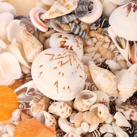 ACDANC Ocean Beach Spiral Seashells,Natural Craft Seashell Charms Small Conch Shells for Home Party Wedding Decor Candle Making Fish Tank Vase Filler (50g/0.11lb)