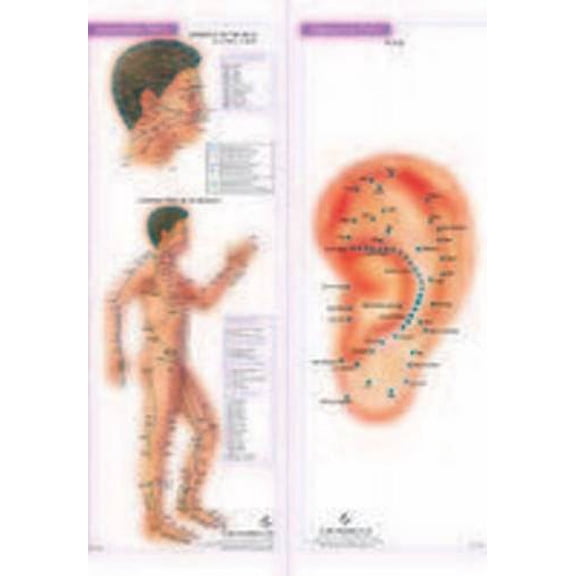 ACUPUNCTURE/ACUPRES. CHART (set of 4) (English Version)