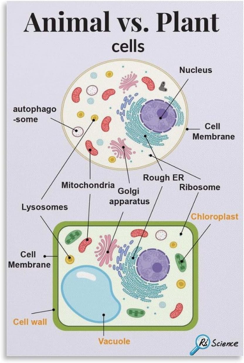 ADALE Biology Education Poster Animal And Plant Cell Structure Poster ...