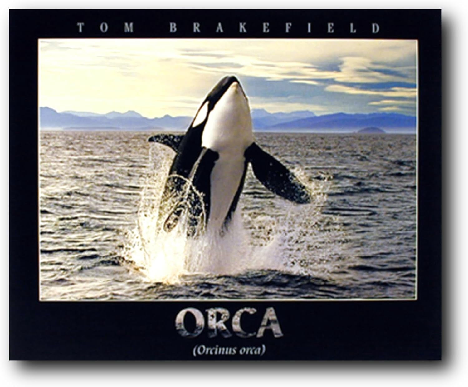 ADALE Breaching Orca Killer Whale Ocean Animal Nature Wall Decor Art ...