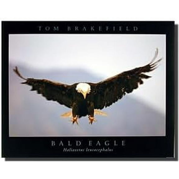 ADALE Eagle Bald Bird Freedom Patriotic Art Print Wall Decor Poster Picture Unframed 12x18 Inch