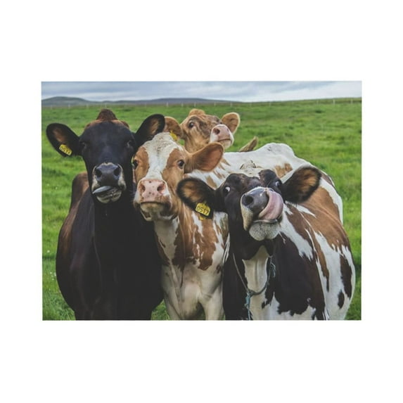 ADALE Funny Farm Cow Canvas Prints Wall Art Lovely Cattles on Prairie Animal Painting Pictures Contemporary Farmhouse Art Home Decoration Giclee Artwork Unframed 20x16 Inch