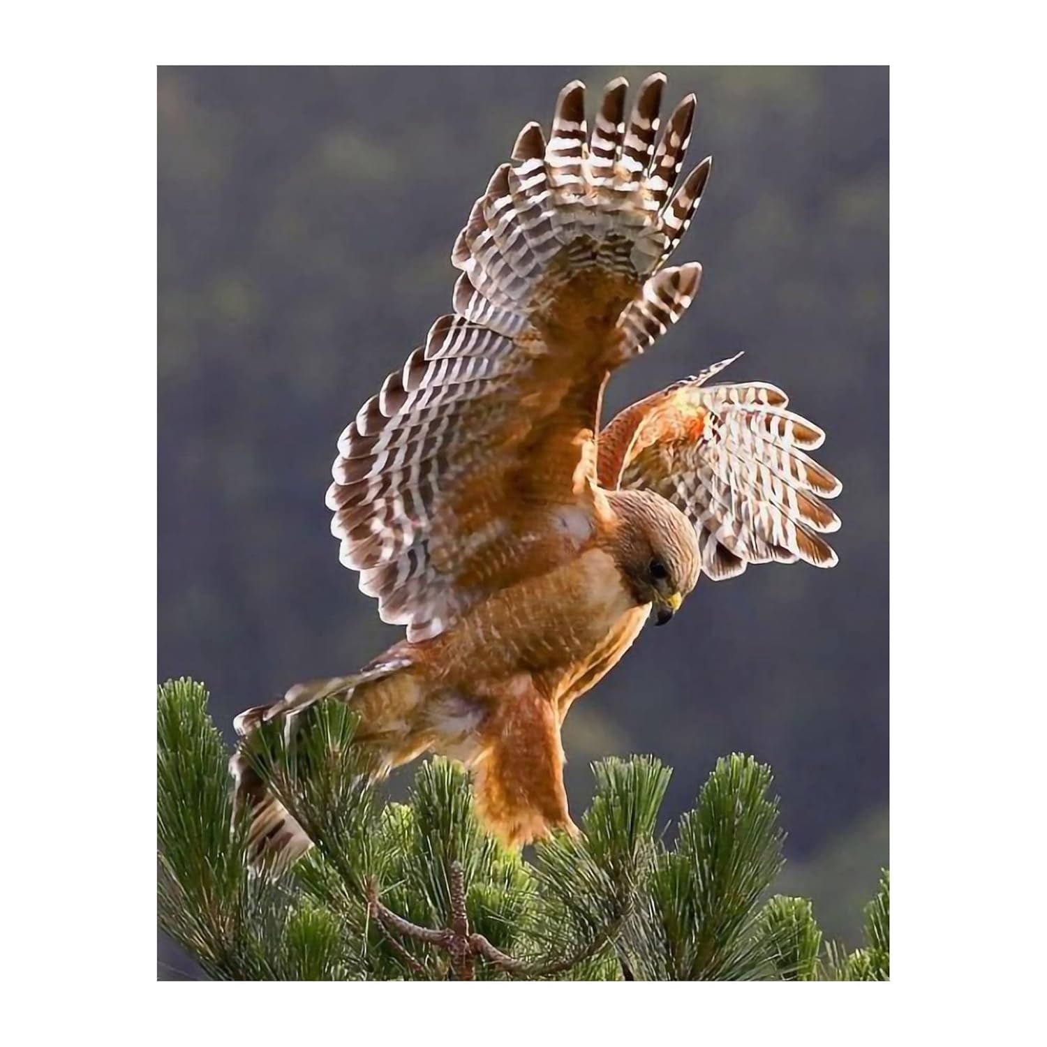 Perfect Hawk ADALE Hawk Taking Flight - Motivational Wall Art, Hawk Photo Print Is A ...